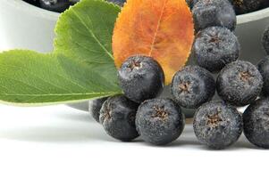 Fresh black chokeberry berries with green and orange leaves isolated on white background photo