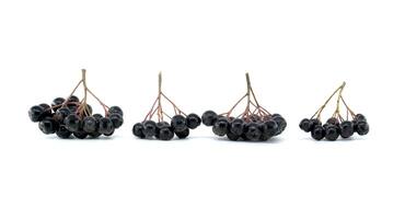 Black chokeberry clusters isolated on white background for natural and healthy food concepts photo