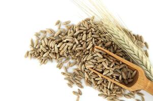 Wooden scooper filled with rye grains next to rye ears on white background photo