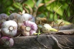 Freshly harvested garlic bulbs resting on a wooden log in a garden photo
