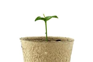 Seedling sprouting from biodegradable pot placed on white photo