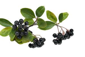 Close-up of aronia melanocarpa black chokeberry branch with ripe berries and green leaves photo