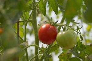 Close-up of ripe and unripe tomatoes on vine in sunlit garden photo
