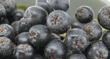 Fresh aronia melanocarpa black chokeberry berries showcasing their rich color and texture photo