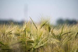 Close-up of a green barley plant growing in a field on a sunny day photo