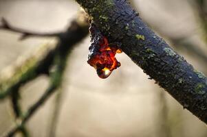 Sap flows from a branch of a cherry tree photo