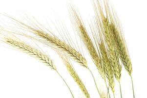 Rye stems isolated on white background with copy space photo