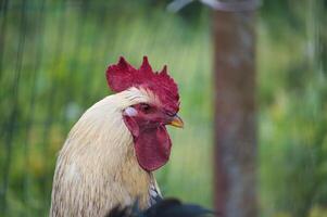 Close-up portrait of a rooster with red comb in a green farm background photo