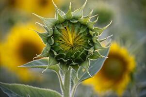 Close-up of vibrant sunflower bud in a blooming sunflower field on a sunny day photo