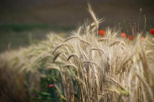 Close-up of golden wheat field with blurred background under sunlight photo