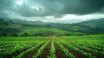 Lush green farmland with rows of crops under a cloudy sky photo