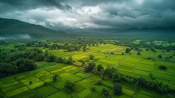 Lush green rice fields with mountains in the background photo