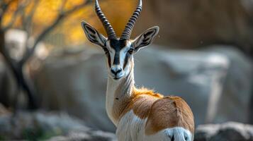 Close-up of a gazelle standing in the wild photo