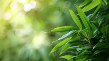 Green bamboo leaves with sunlight bokeh background photo