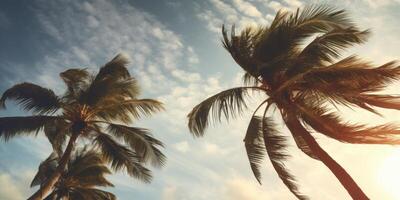 Tropical Palms Under Sunlit Sky. Golden Hour Glow on Palm Trees With Sky Backdrop. photo