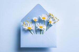 Spring chamomile flowers in blue envelope photo