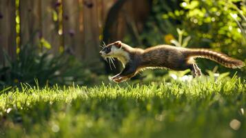 Ferret Running Through a Sunny Backyard Grass for Nature Wildlife Enthusiast Photography photo