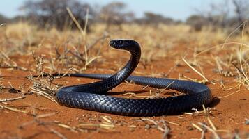 Black Mamba in Savanna Habitat, Wildlife Photography for Nature Enthusiasts, Educational Posters, and Reptile Studies photo