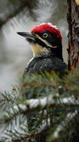 Colorful woodpecker with a vibrant red crown, black and white plumage, perched on a tree photo