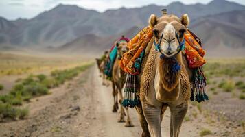 Camels standing in a grass field representing nature and wilderness in daylight. photo