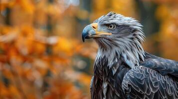 Majestic eagle symbolizing strength and vigilance. photo