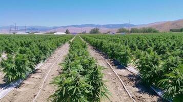 Cannabis Cultivation Site During Summer with Clear Blue Sky Agricultural Field with Marijuana Plants photo