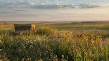 Prairie Style Apiary in Open Field at Sunset for Nature Posters and Wall Art photo