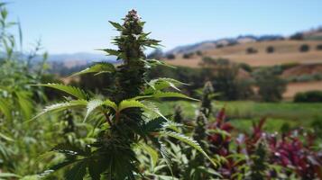 Serene Cannabis Plant in Natural Setting with Scenic Landscape Background for Herbal or Botanical Themes photo