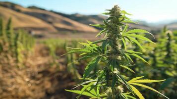 Serene Landscape View of Cannabis Plant Growing in Natural Environment under Sunlight for Botanical Studies and Nature Projects photo