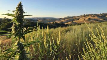 Cannabis Plant in Natural Landscape, Rolling Hills, Rustic Outdoor Scene, Ideal for Print or Poster Design photo