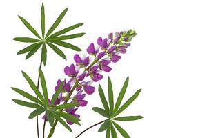 Purple lupine isolated on white background. summer wildflower bud. Violet wild flower. photo