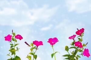bright petunia flowers on a background of the summer landscape. photo