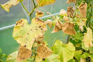 Unhealthy dry vegetable leaves with ripe cucumber due for harvest photo