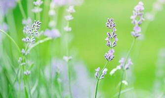 Lavender plant thin focus part and blurred green background. photo