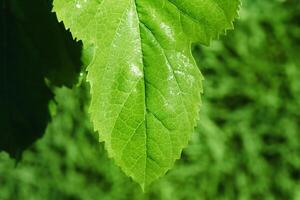 Natural green focus and defocus background. Fine focal part on green leaf and bokeh photo