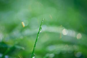 Green natural background. Thin focus line on a blade of grass and defocus light bokeh. photo