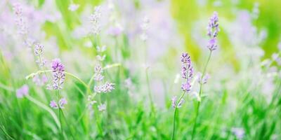 Lavender plant on a background of greenery in the sunshine. photo