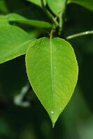 Green leaf in focus and defocused part of blurred background. photo