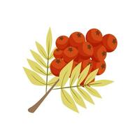 Autumn plants. Rowan branch with red berries on a white background. Isolated illustration vector