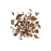 five dry leaves floating on a transparent background png