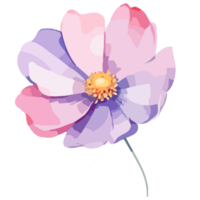 Watercolor cosmos purple flower png