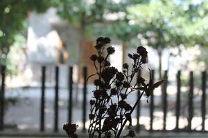 dried flowers on random background photo