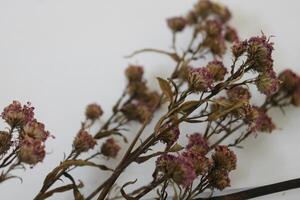 dried flowers on random background photo