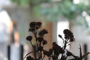 dried flowers on random background photo