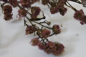 dried flowers on random background photo