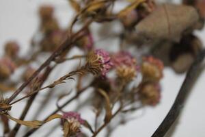 dried flowers on random background photo