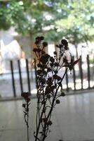 dried flowers on random background photo