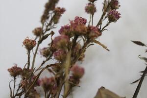 dried flowers on random background photo