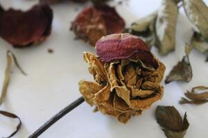 Dried flowers on a white background photo
