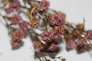 dried flowers on random background photo
